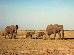 elefantmødre (2)
