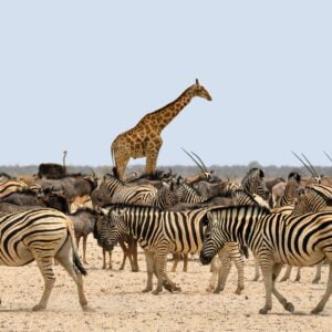Planning an African Safari - Kenya