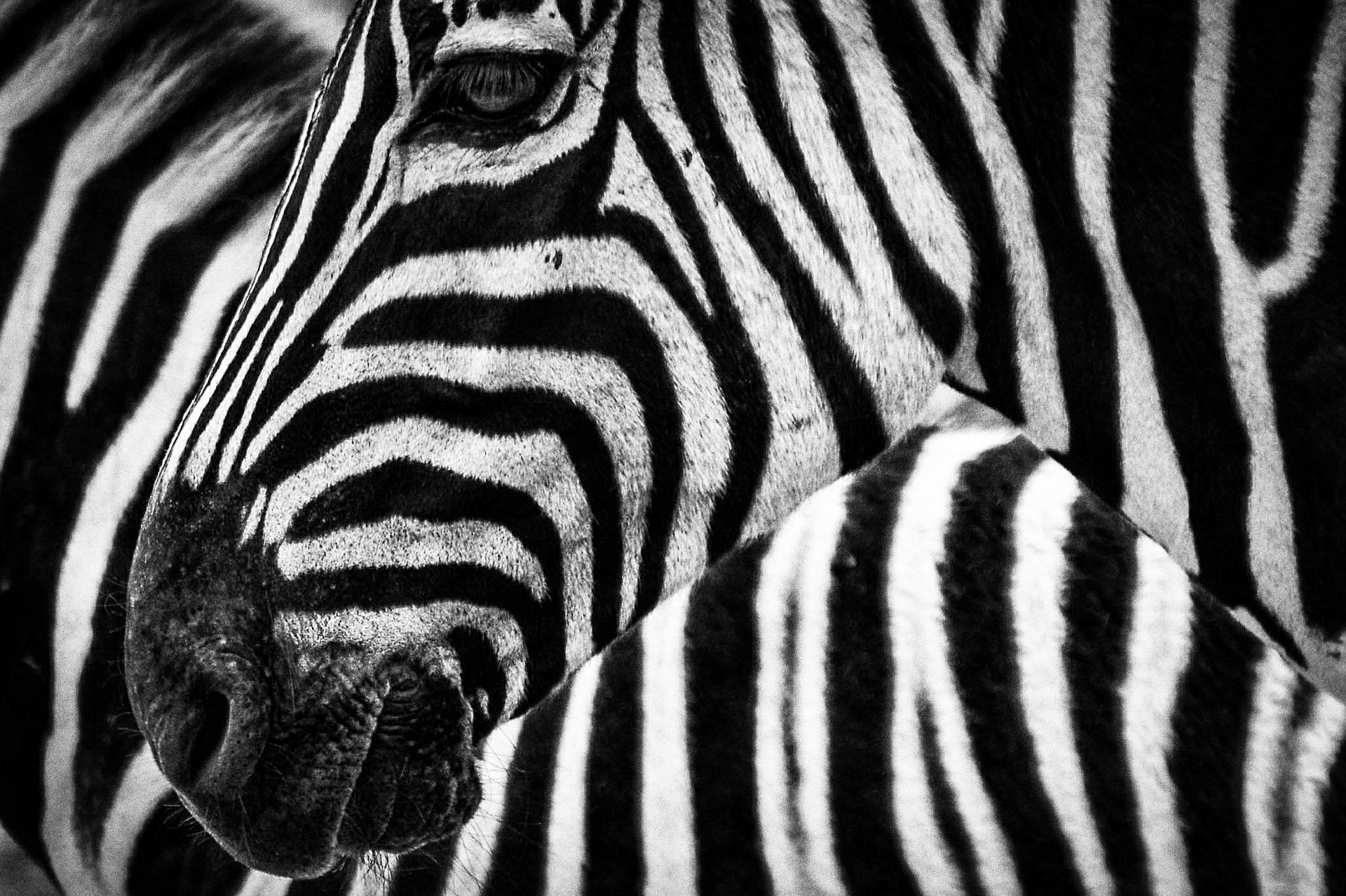 zebra-g458698ac9_1920