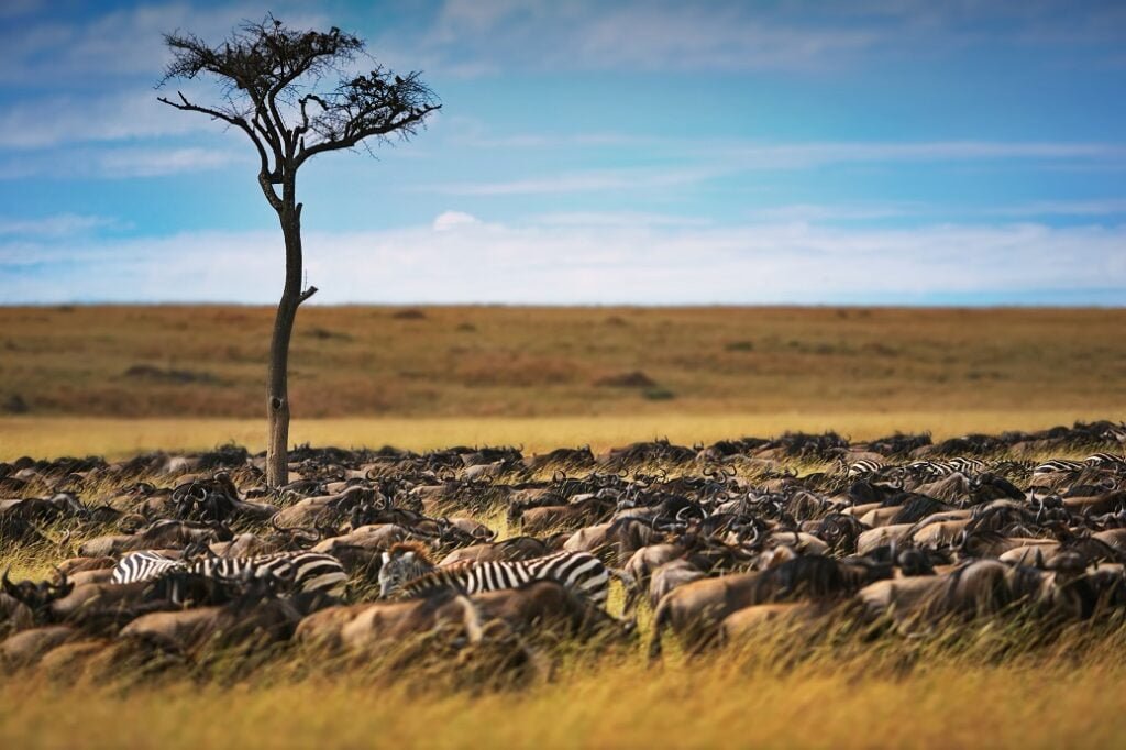 Masai Mara Luxury Safaris