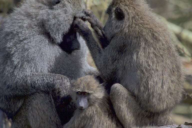 Luxury African Safaris from Kenya and Tanzania