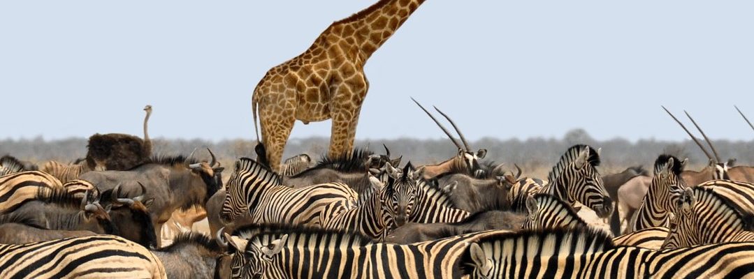 African route safaris 7