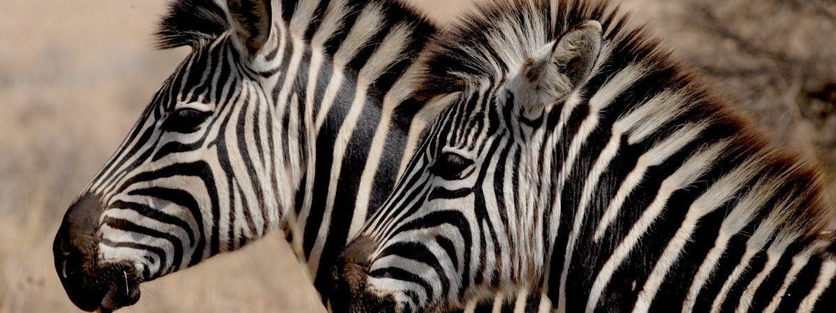 zebras-g51c12c31e_1920