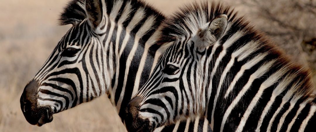Zebra in African Wildlife Safari