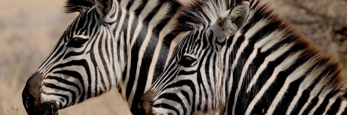 Zebra in African Wildlife Safari