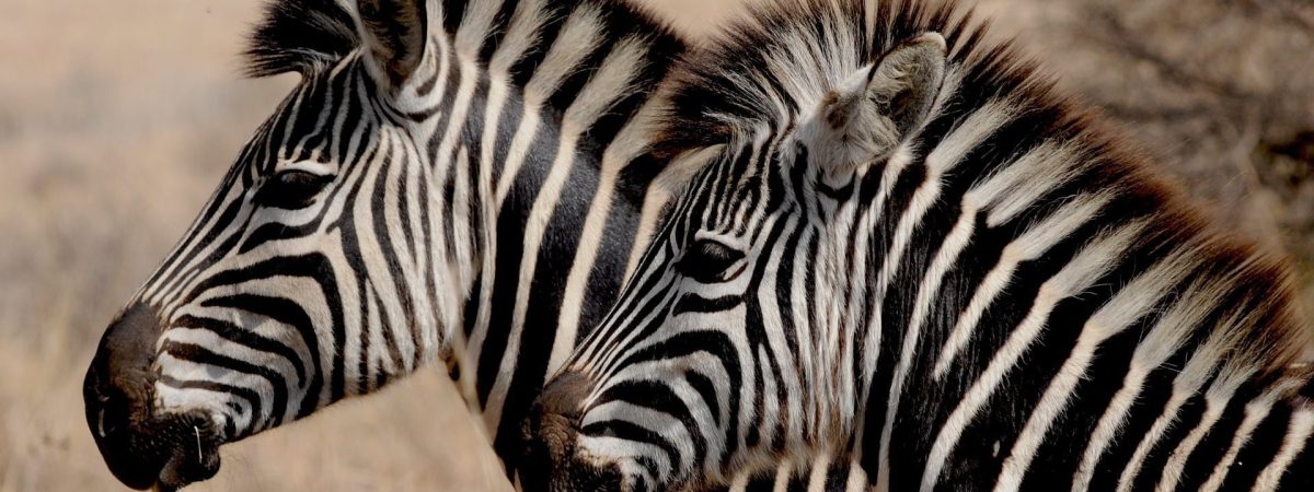 Zebra in African Wildlife Safari